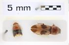 Foto (Dorsalansicht) von Cardiophorus trimaculatus (Schwarz, 1894) (NHMW-ZOO-COL-0008287)